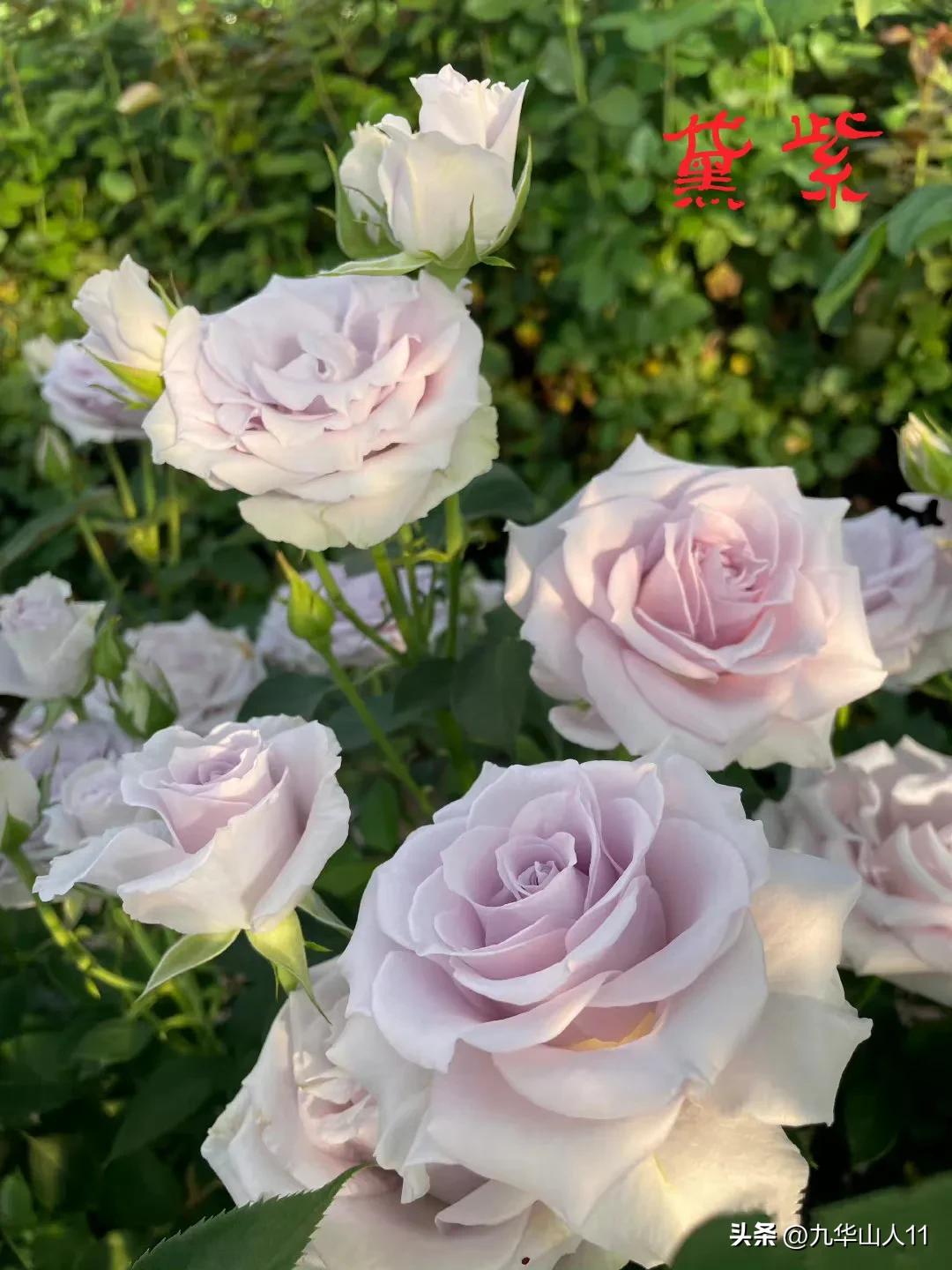 天狼月季新品预售,天狼月季官方旗舰店烛光月季