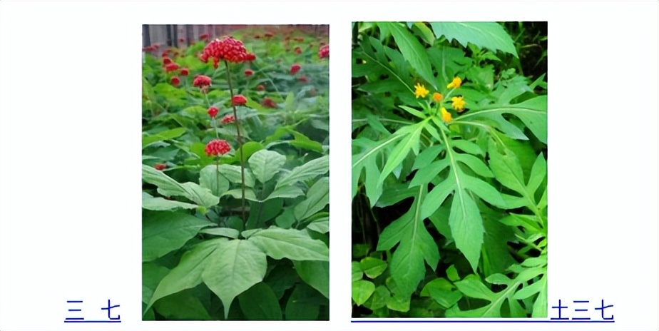 土鸡蛋和土鸡现在卖得越来越好了,土鸡蛋土鸭