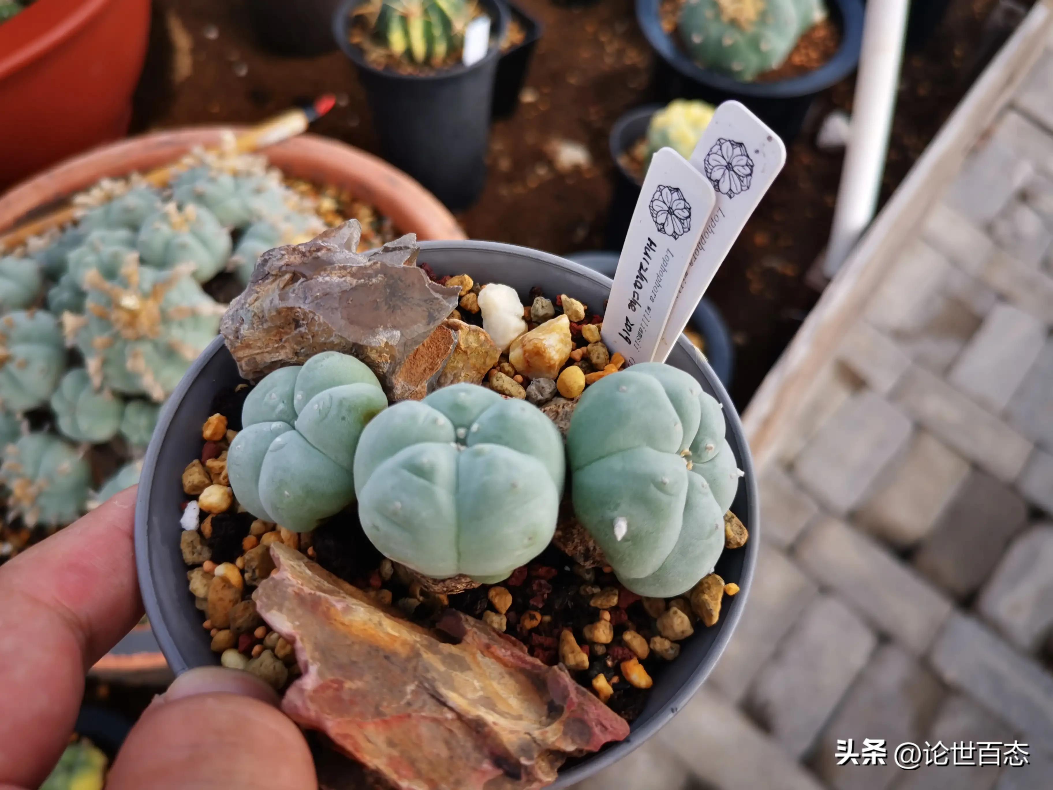 仙人掌类和仙人掌科,《仙人掌》全部