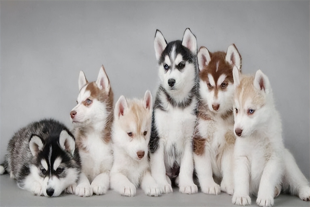 哈士奇多少钱一只最便宜的,纯种哈士奇价格是多少钱一只