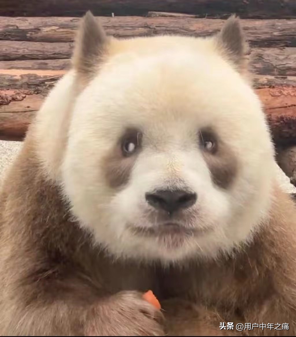 七仔是秦岭熊猫还是四川熊猫,七仔在熊猫界的地位