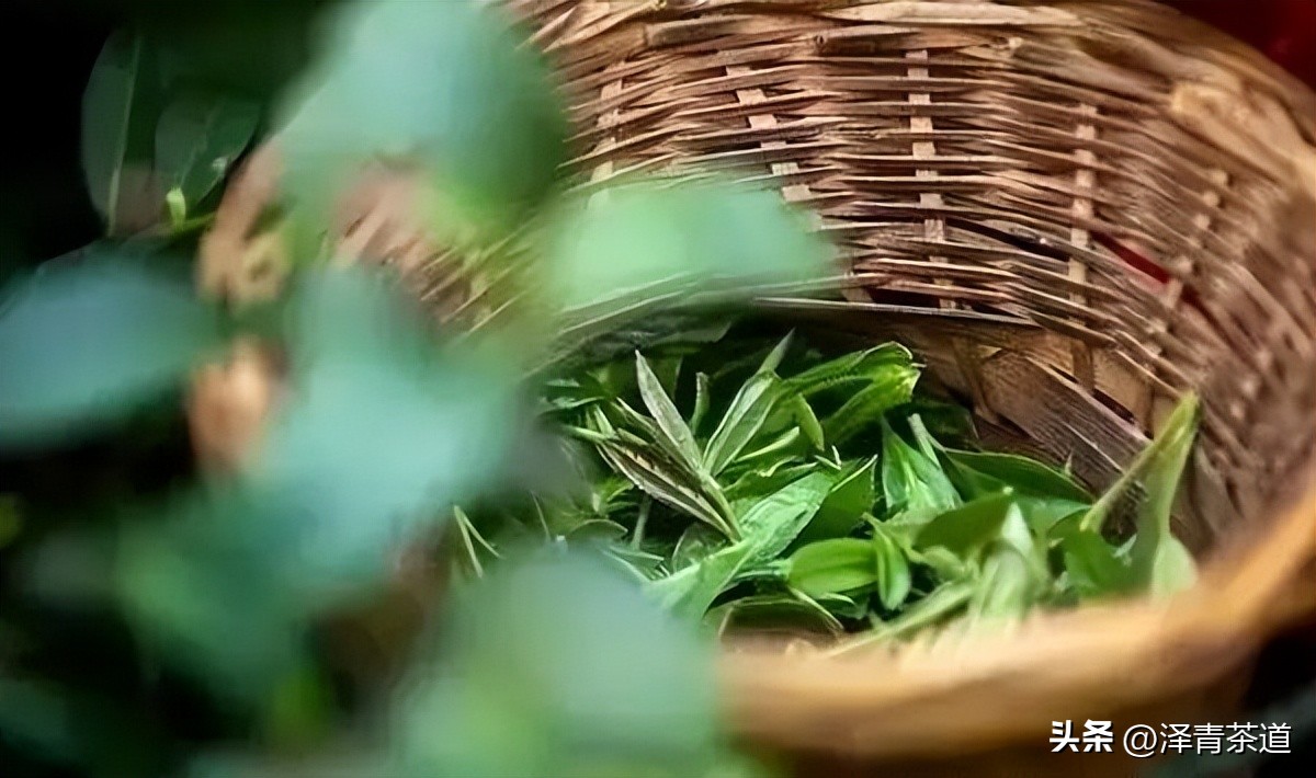 谷雨时节来杯谷雨茶,过了谷雨的茶有什么区别