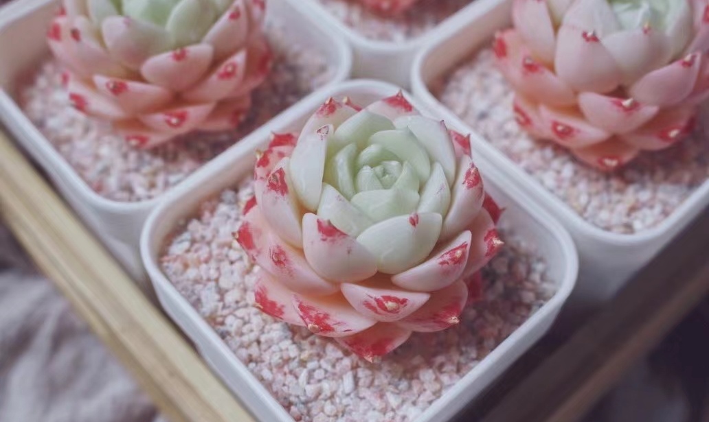 DIY树脂黏土丨通透有质感，仿真还轻薄，它的魅力远超你的想象