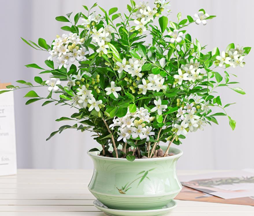 适合在客厅养的香花,家里客厅适合养什么花植物排行榜