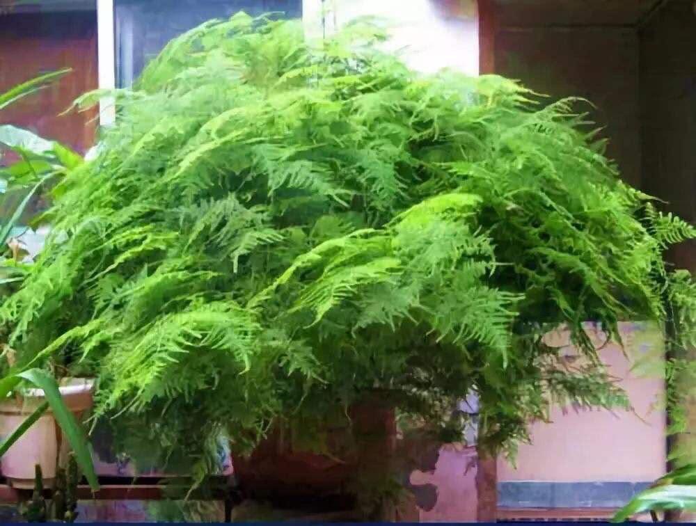 4种花适合新手养漂亮好养,20种坑人的花