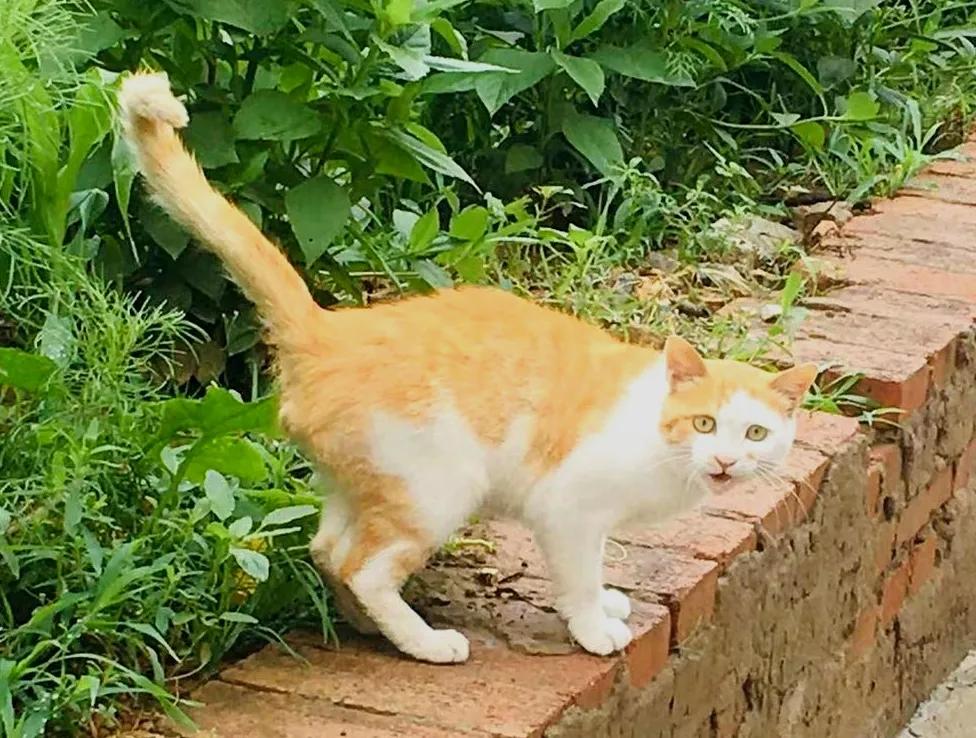 没有写完的黄猫胖太阳的故事