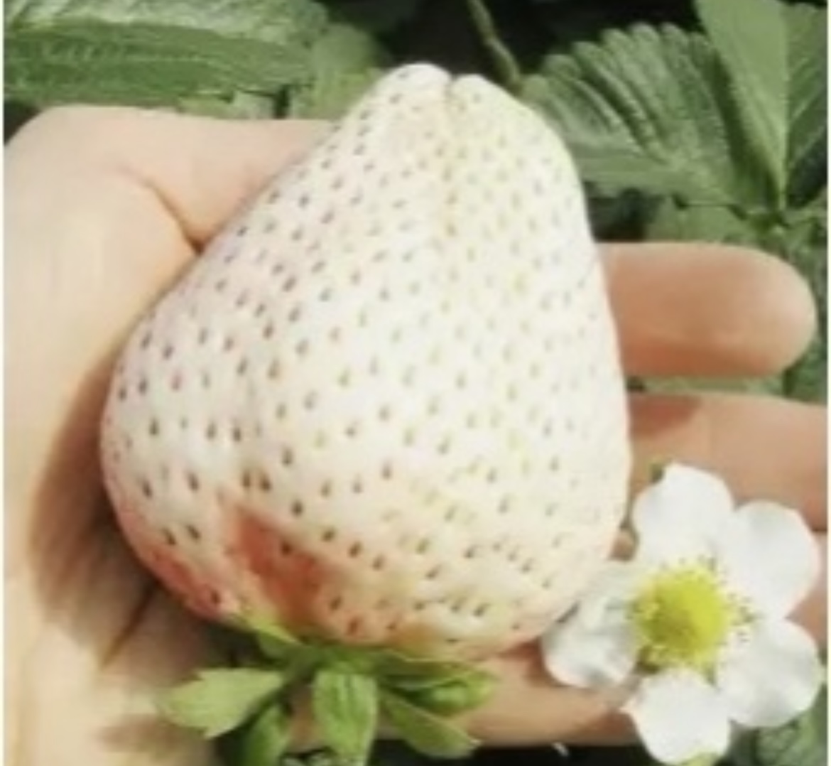 流花随笔之～三八节，搞点事情增进夫妻情感生活