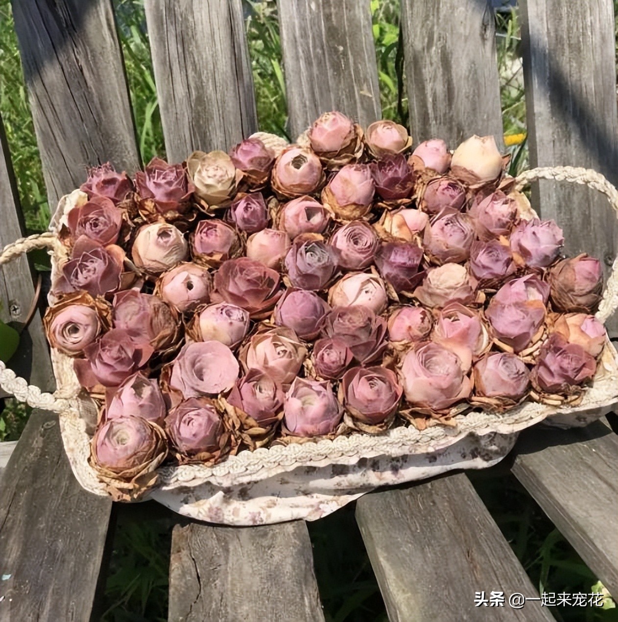 哪些多肉度夏必须断水,夏天养4种花耐热耐晒开花多又勤