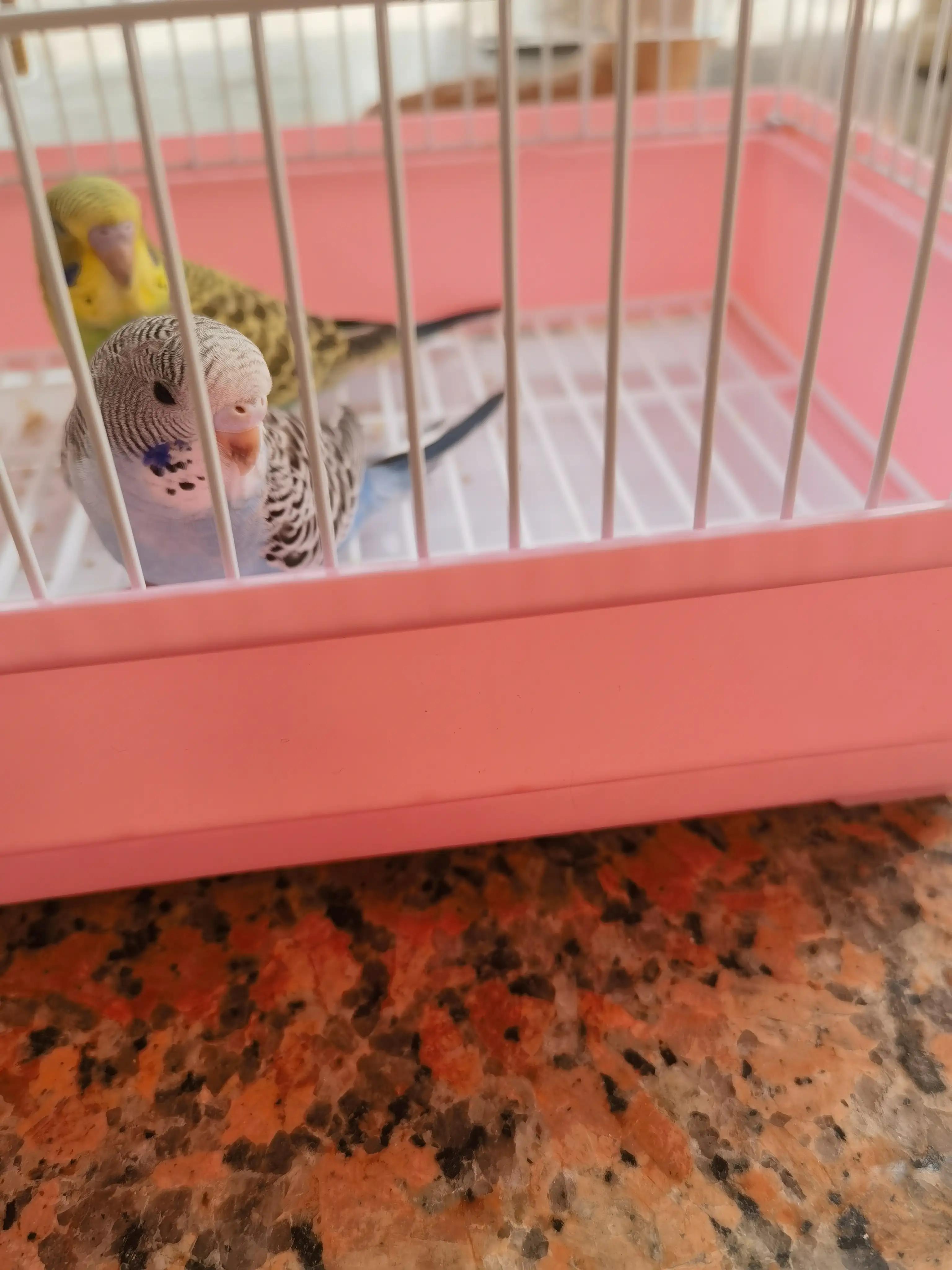 20-25天的虎皮鹦鹉能分出公母吗,1一3个月的虎皮鹦鹉怎样分公母