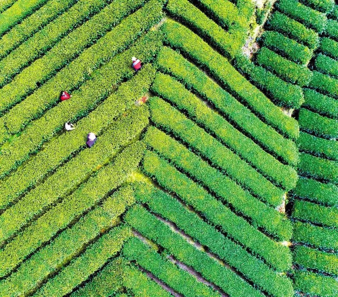 湖北春茶,湖北春茶叫什么