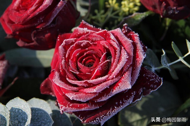 情人节999朵玫瑰,情人节雪花飞舞