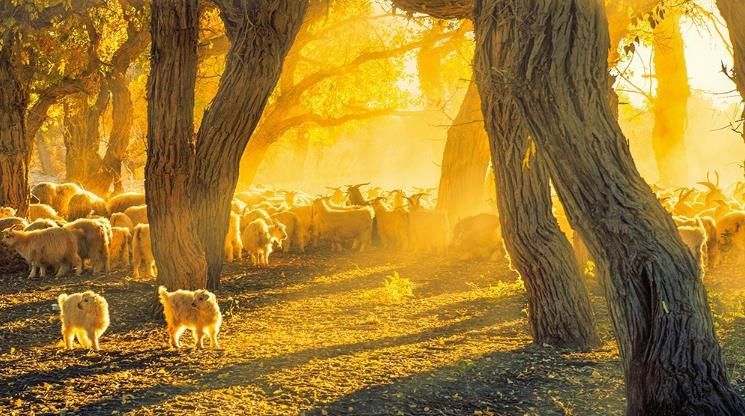 额济纳胡杨林旅游详细攻略,额济纳旗胡杨林游攻略