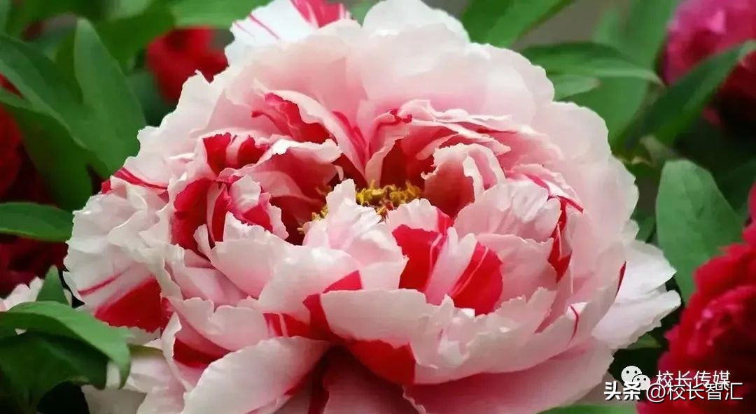 张俊容：中层干部的角色定位与责任担当