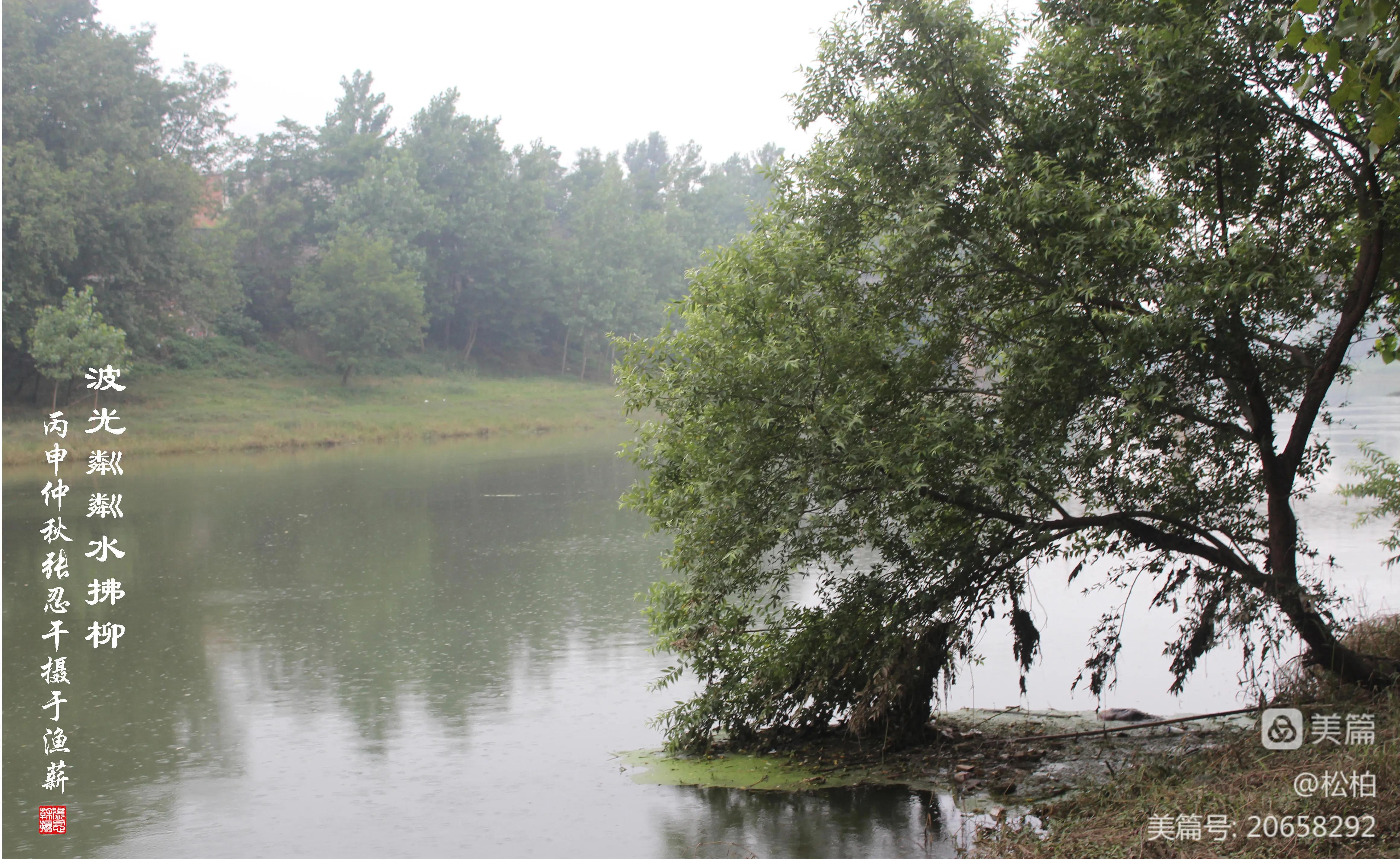 松柏古树图片,松柏古筝品牌