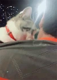 表面上可爱其实背地里也沙雕,表面萌萌哒