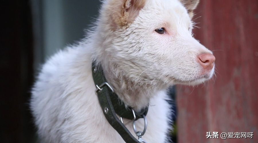 每天了解一只狗狗,每天了解一种动物