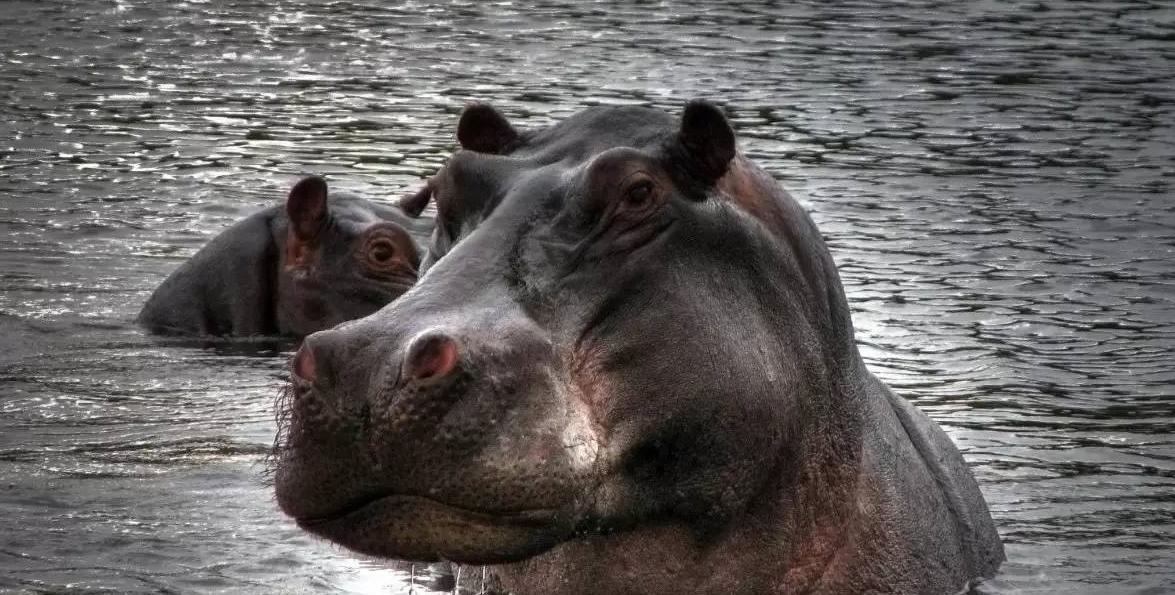 河马的皮肤很粗糙,河马的皮肤像什么