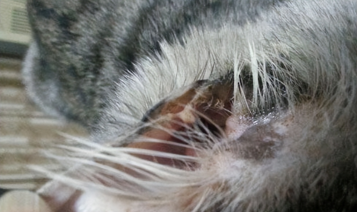 猫中耳炎会引起头颤抖吗,猫咪歪头中耳炎在家里治疗