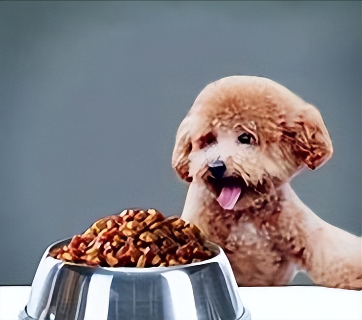 养泰迪还是比熊犬好养,养比熊犬好还是养泰迪犬好