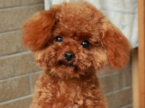 泰迪流口水怎么回事,泰迪流眼泪还很臭怎么办