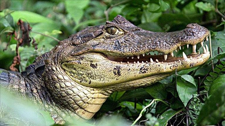 大白鲨咬合力真的只有400公斤吗,十大咬合力最强动物巨齿鲨