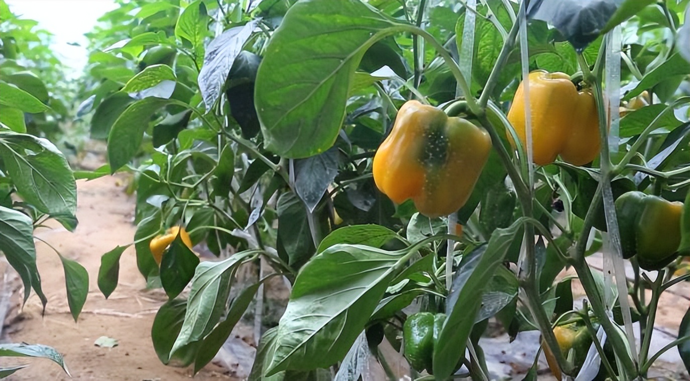 郓城张营塌陷区域有多大,山东郓城采煤塌陷地变身聚宝盆