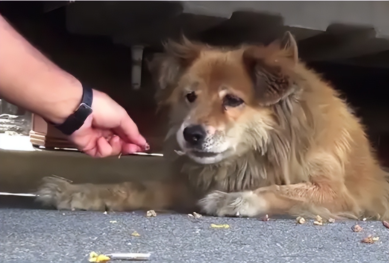 逗狗被咬索赔后续,逗狗被咬视频合集