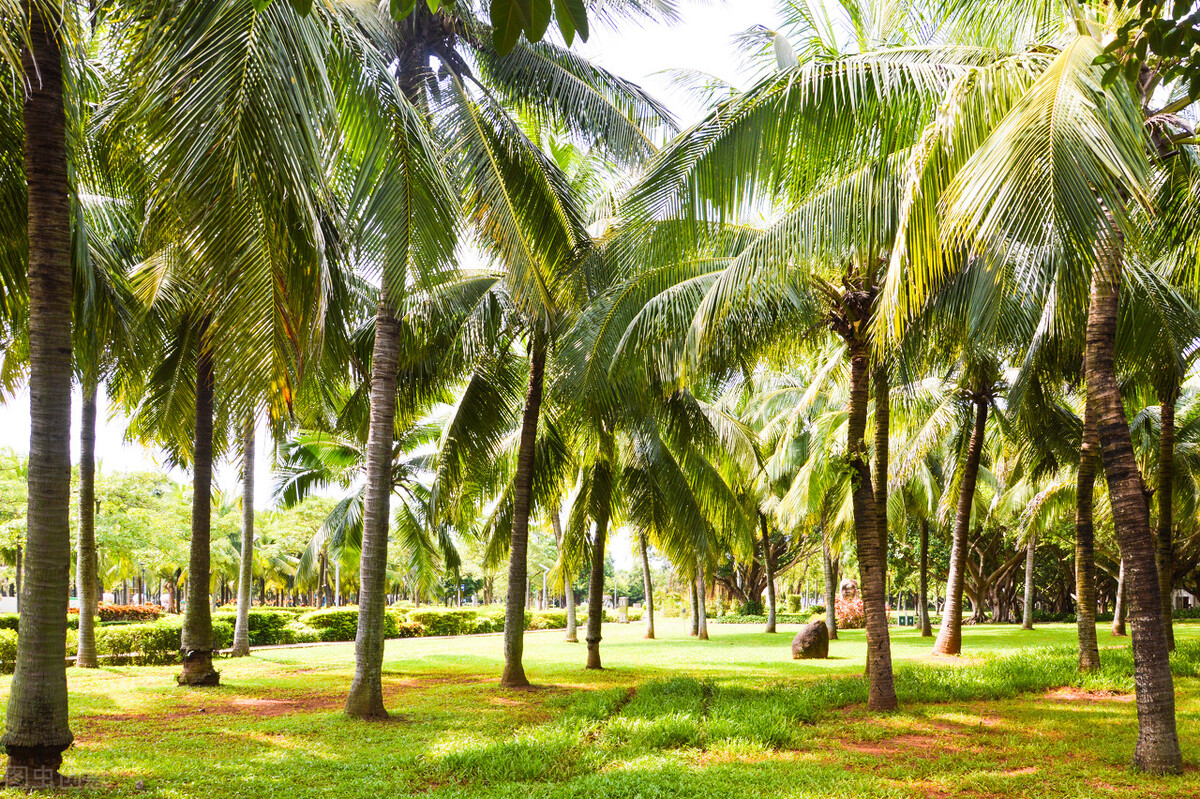 泰国有一种植物，全身是宝，很多人不知道
