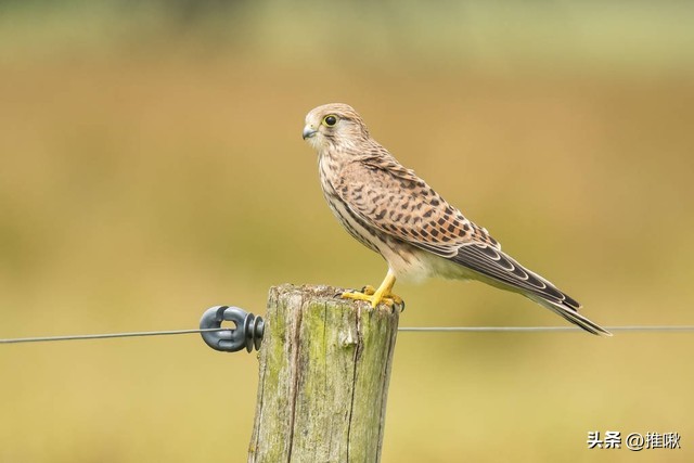 对互联网谣言的正确态度,互联网谣言“野蛮生长”