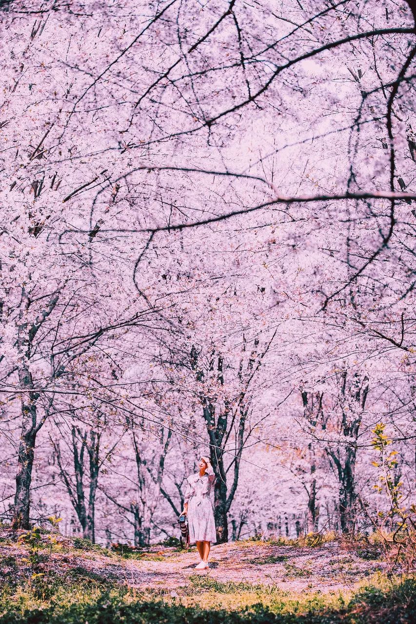 贵州安顺平坝万亩樱花园,安顺平坝樱花园面积有多少