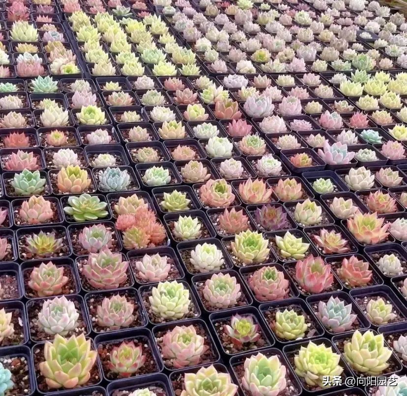 多肉植物有市场前景吗,多肉还能赚钱吗