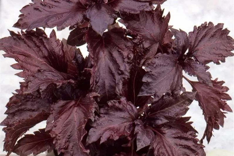 甜罗勒和荆芥 (甜罗勒与九层塔荆芥)