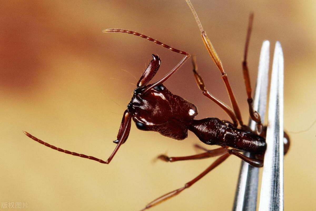 夏天夜里常见的昆虫有哪些,夏天要注意哪些危险昆虫