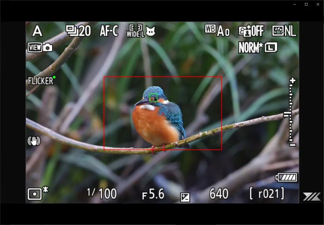 拍的鸟不够清晰怎么办,佳能拍鸟器材最佳配置