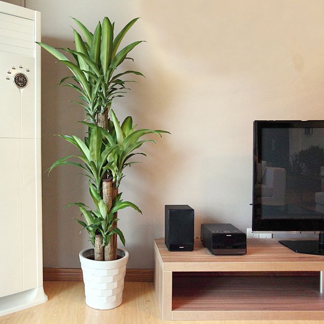 治愈系盆栽绿植推荐,室内小型绿植花卉推荐品种