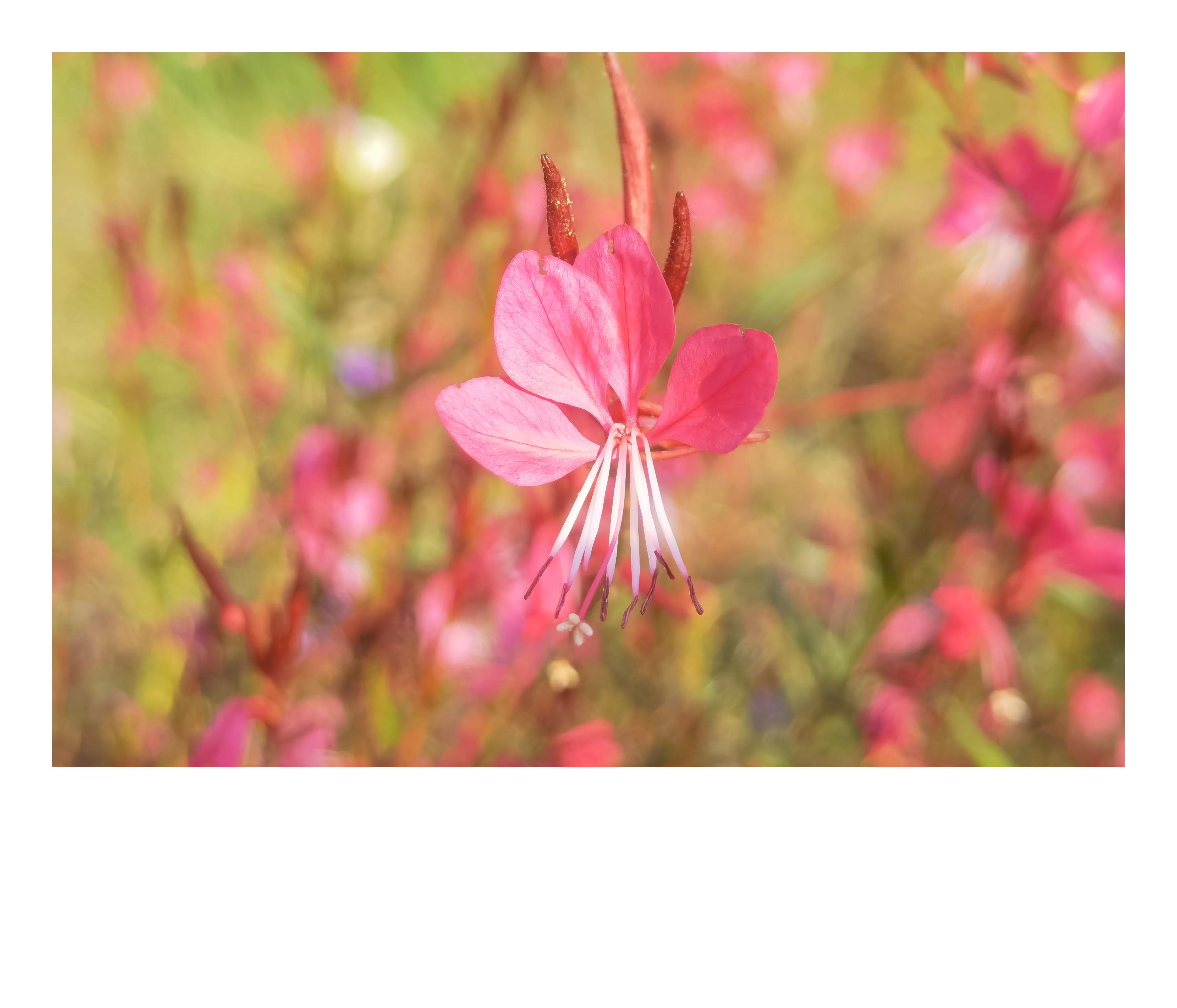 奥森公园里秋意图片,奥森公园的秋花也很漂亮