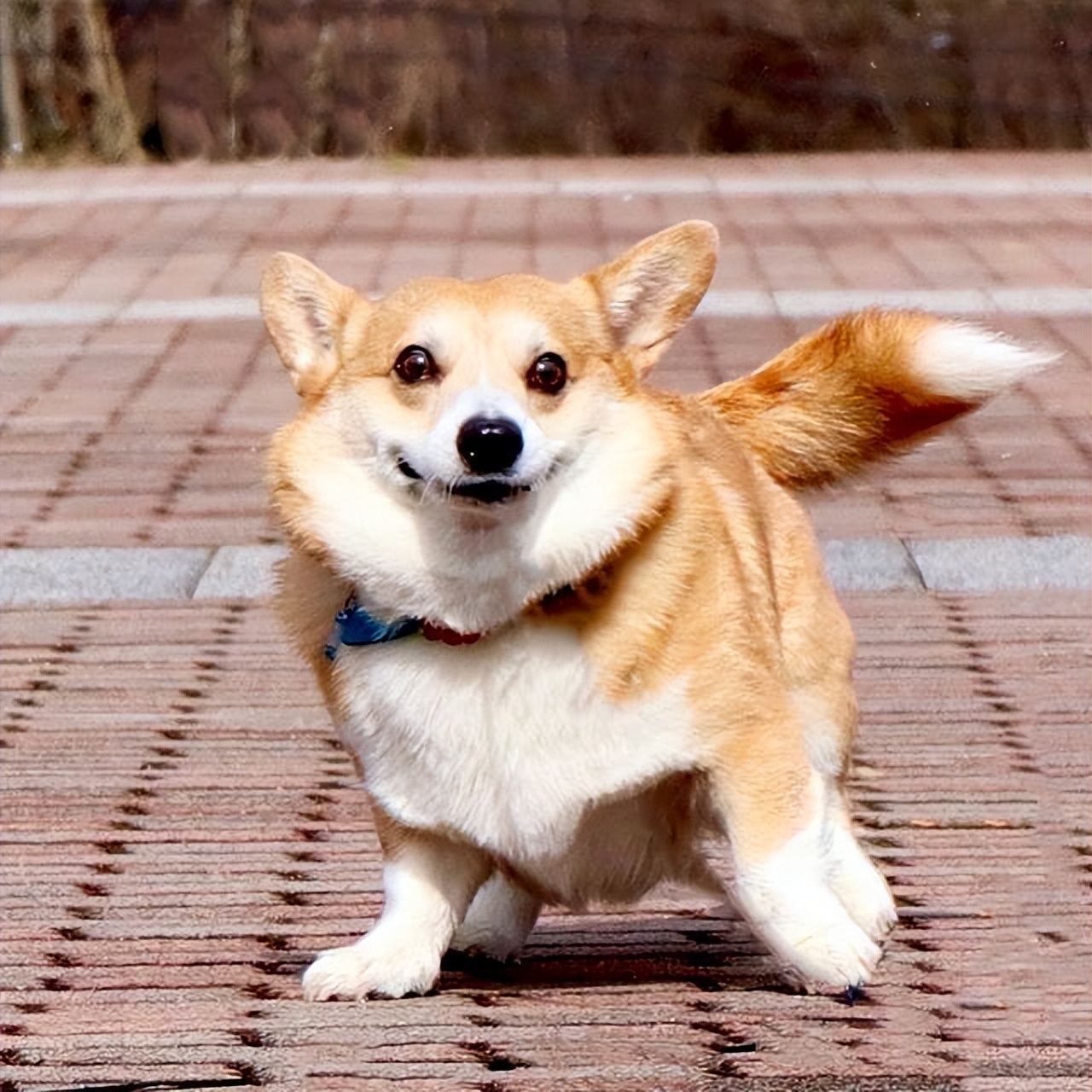 养柯基幼犬新手要注意什么,金毛和柯基哪个适合新手养