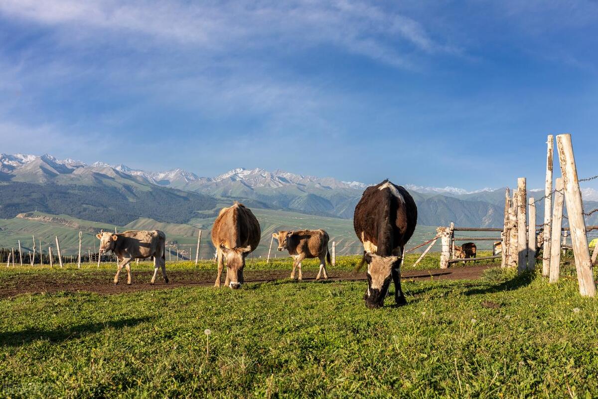 游牧业的生态与社会影响:跨学科综述与分析