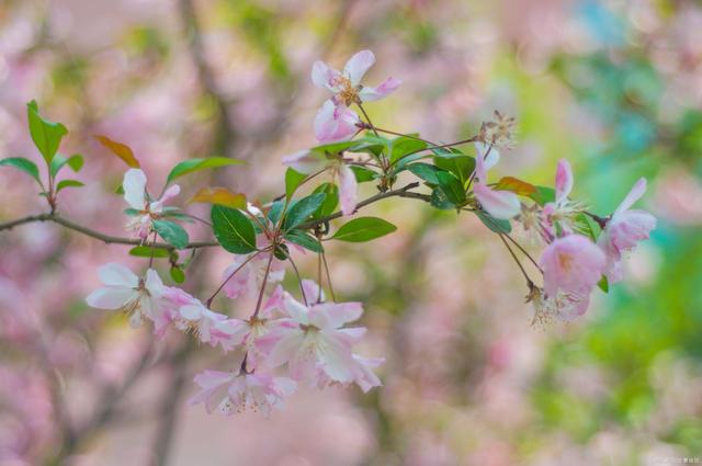 100句绝美春日诗词温柔又浪漫,初春最美的十首诗词