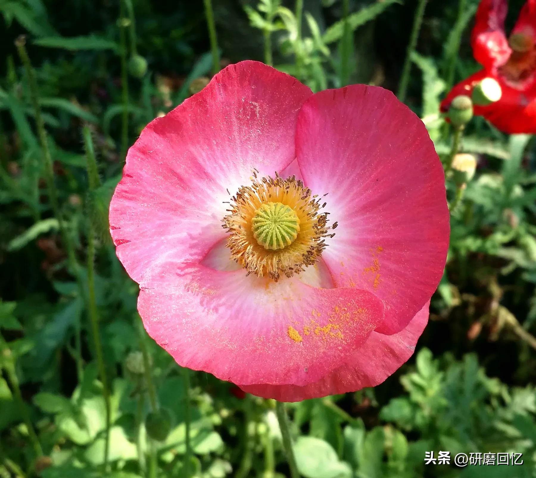 生命只有一次别活得太累,生命只有一次别让自己活得太累了