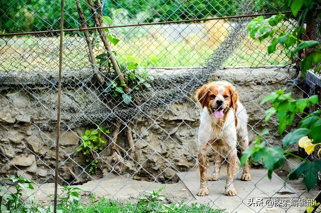小学四年级作文小小动物园300字,小学四年级作文小小动物园50字