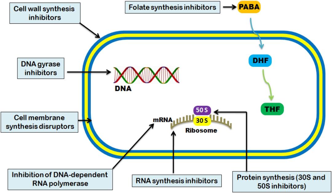 细菌感染抗生素几天见效,细菌感染和病毒感染用什么药