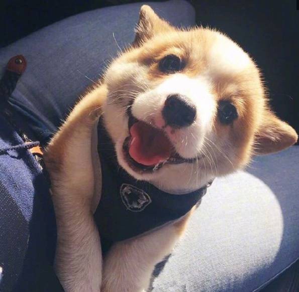 狗狗乱跑乱叫跟疯了一样是怎么了,狗狗出门老是吠怎么办