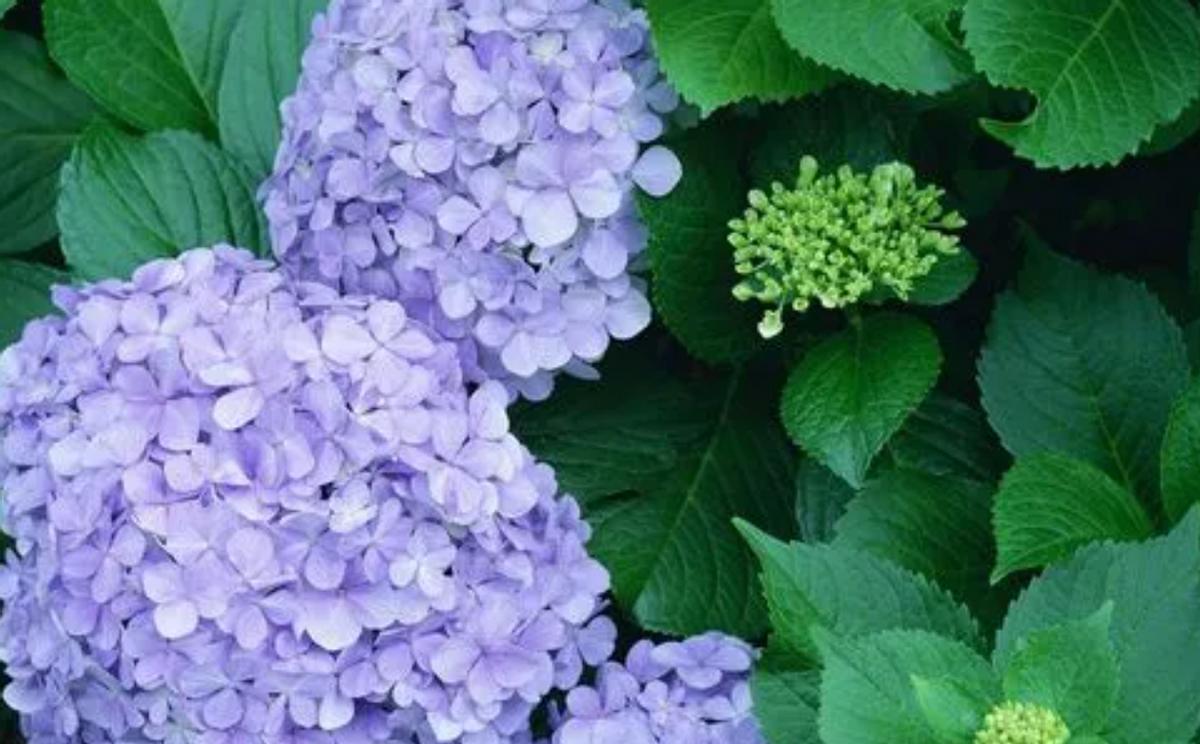 植物与环境相适应的形态有哪些,植物形态特征与环境关系的论文