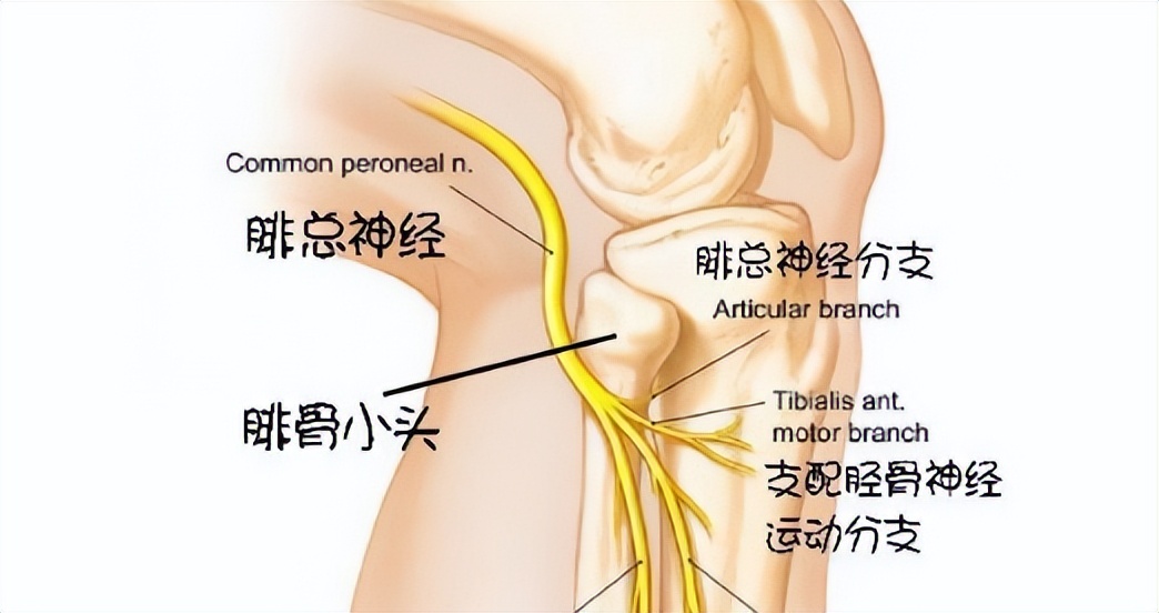 筋膜枪的危害和副作用,电筋膜枪有什么副作用