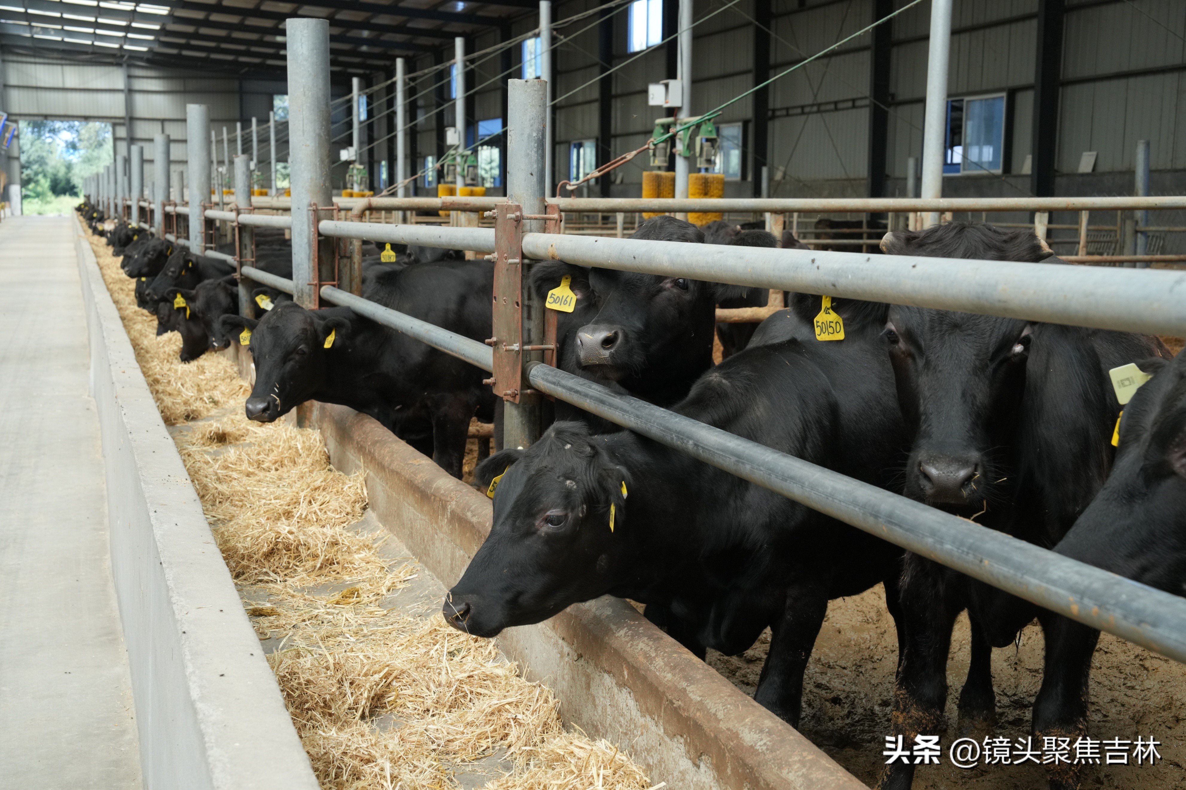 皓月集团宣传片,皓月集团规划