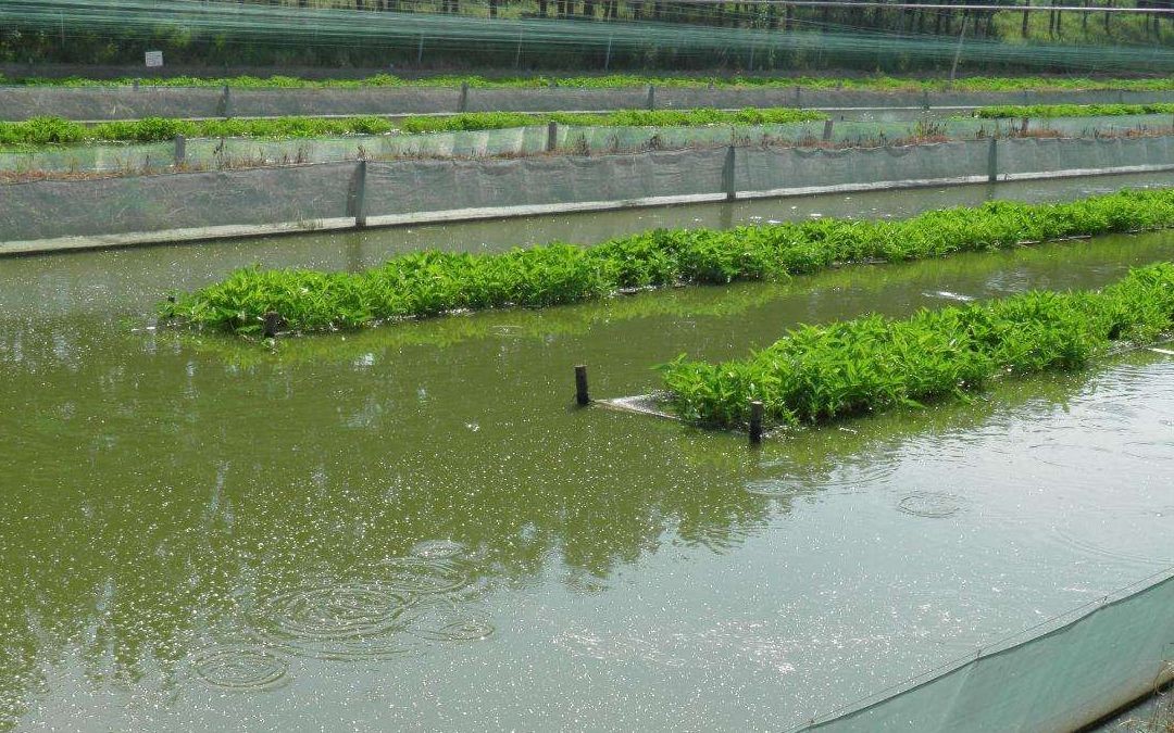 泥鳅水花常见病害及解决方法,泥鳅黄鳝的养殖技术和病害
