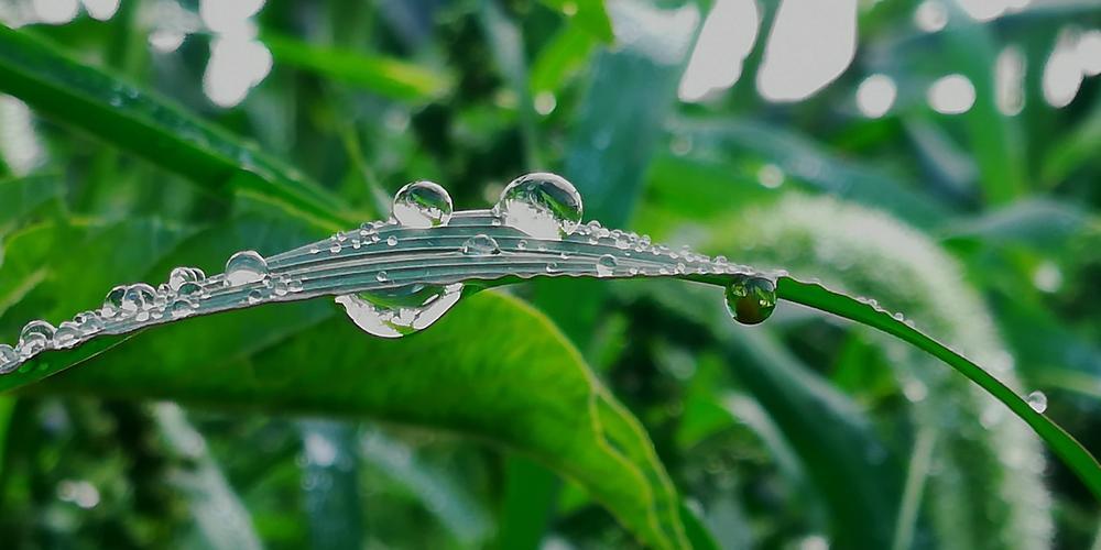 封禅国山碑当中的记载，孙吴符瑞的种类，了解孙吴符瑞的特点