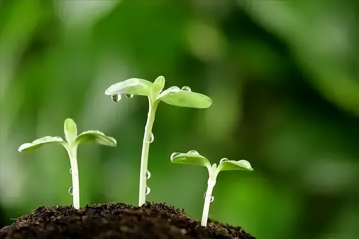 春季儿童长高小窍门有哪些,如何在秋季长高记住这四件小事