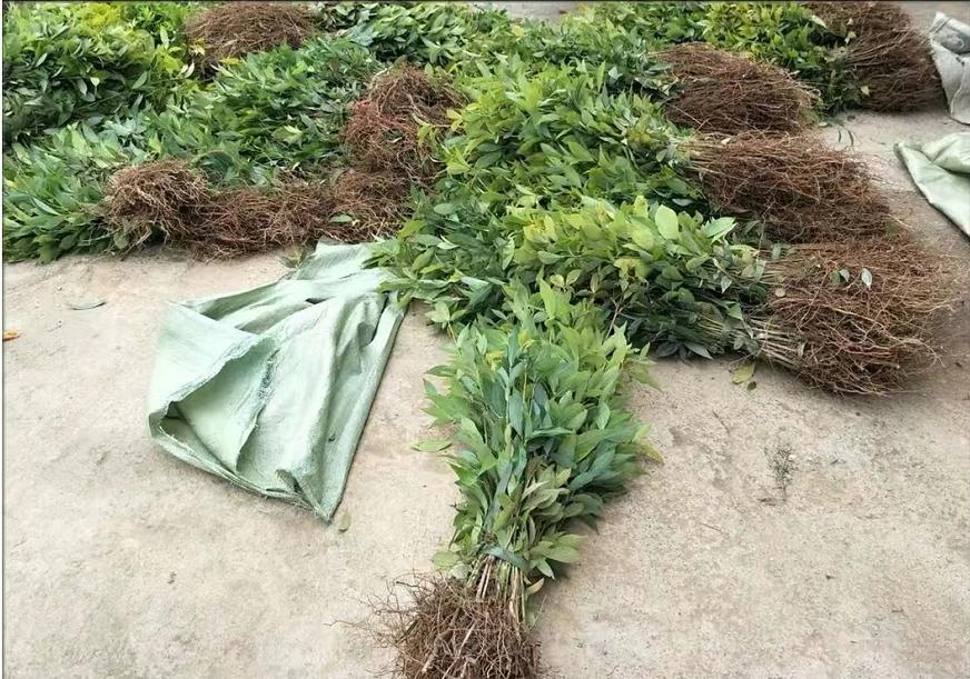 一棵树价值十亿,一棵金丝楠木价值2.5个亿